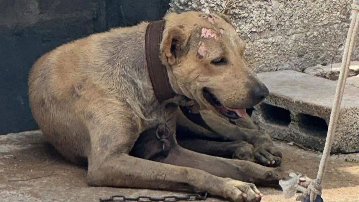 Maltrato animal