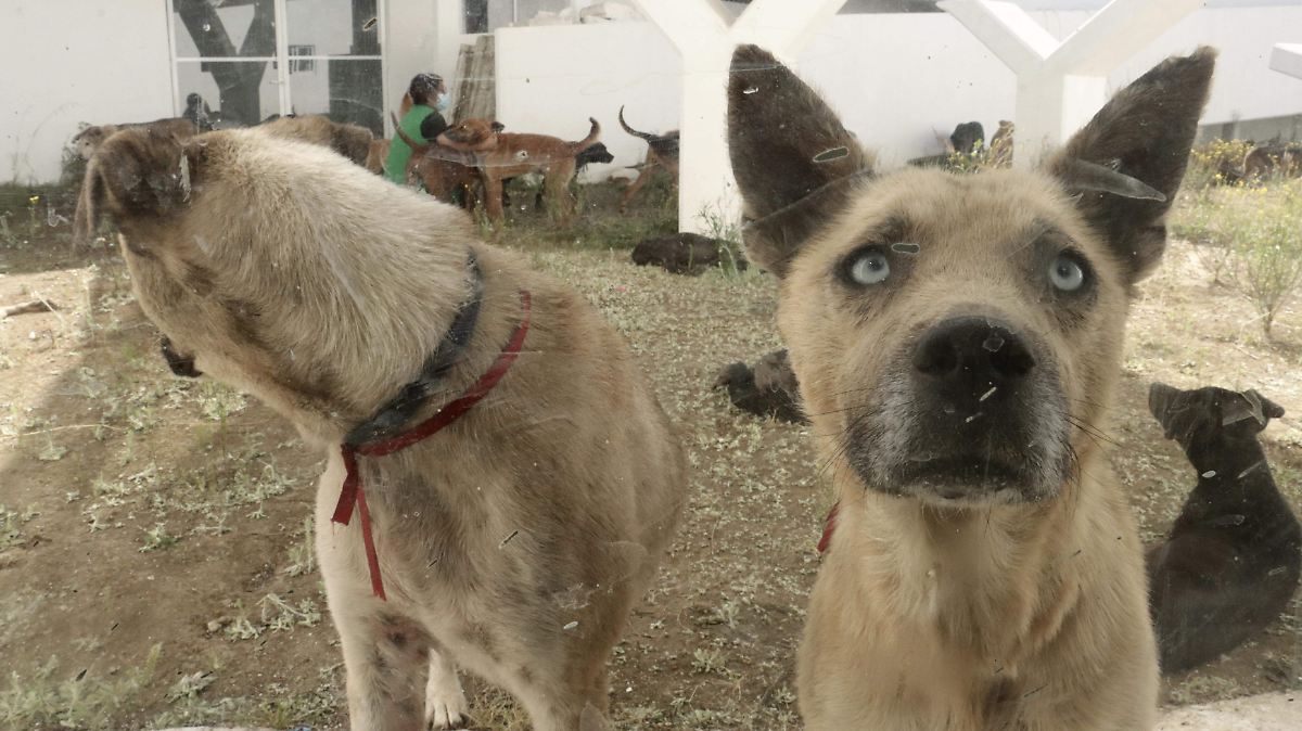 CDMX IMPULSA ALBERGUE DE ANIMALES
