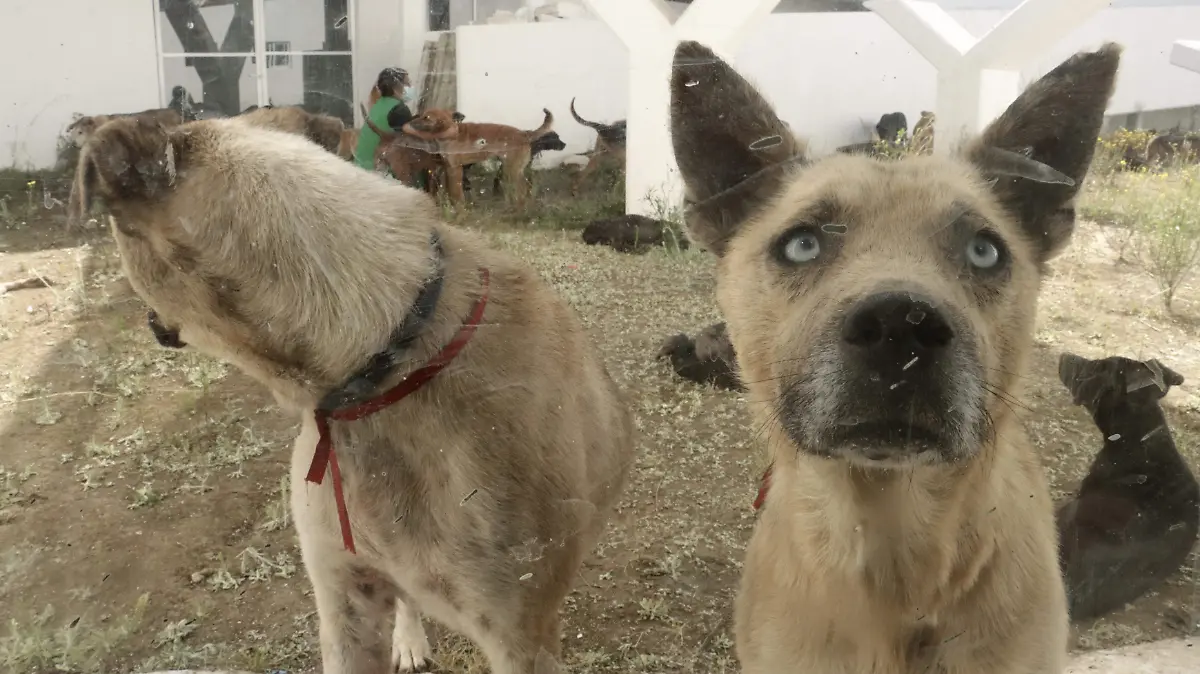6200656-Refugio de animales en el Ajusco-55