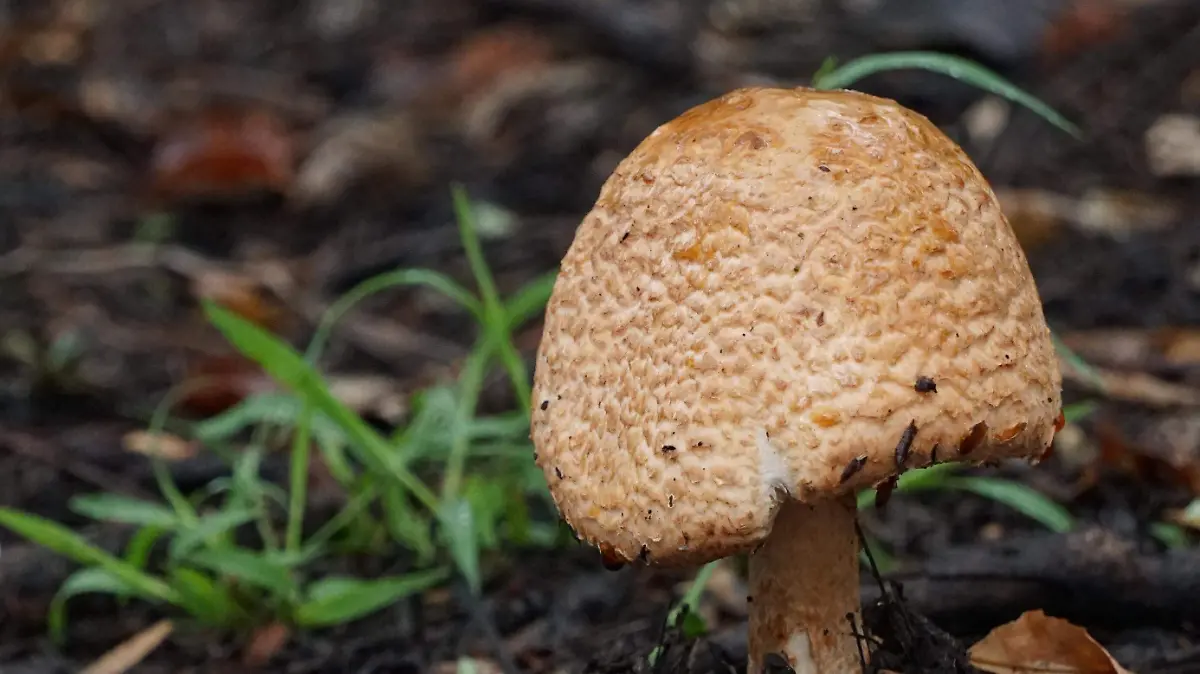 Fungi_roma verde (3)