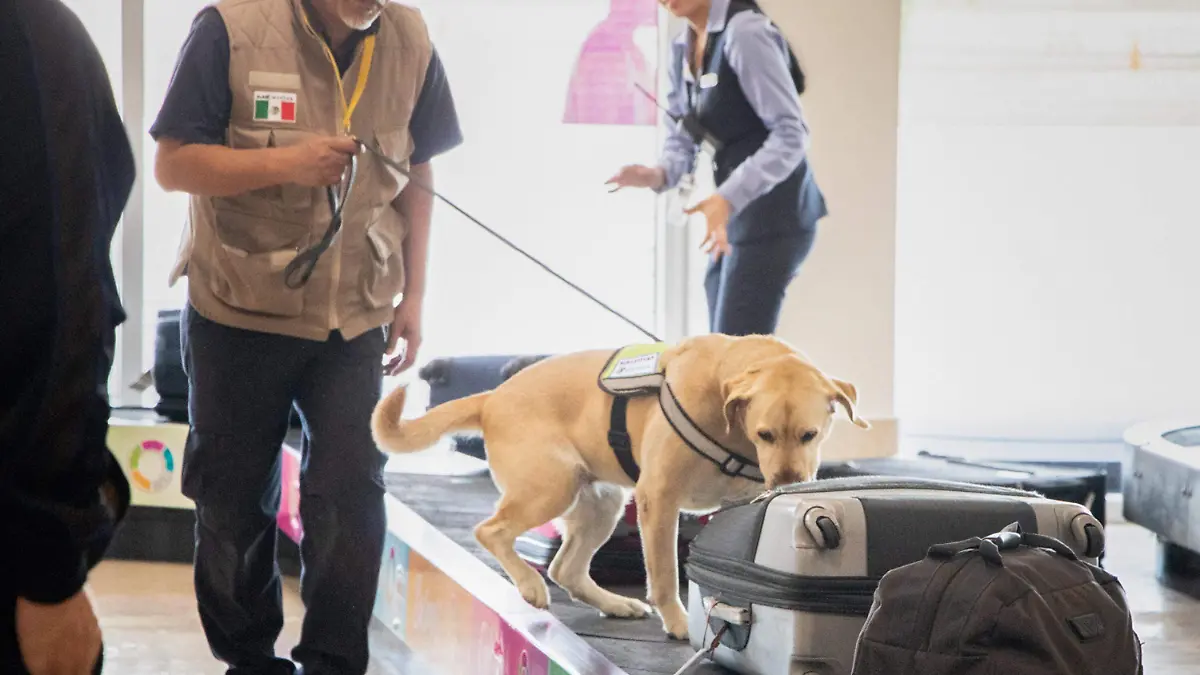 260611 AGRICULTURA SENASICA REFUERZA INSPECCIÓN A TURISTAS QUE VISITAN MÉXICO DURANTE COPA MUNDIAL-10