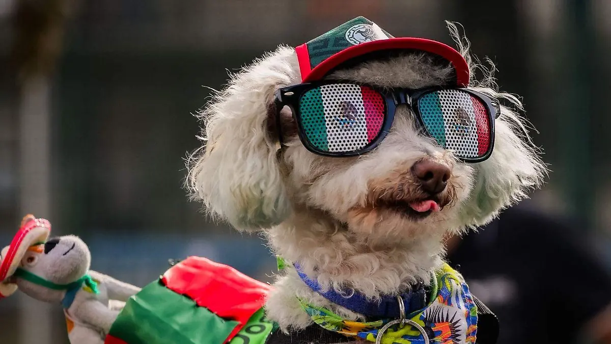 1086251_Perrito aficionado_web