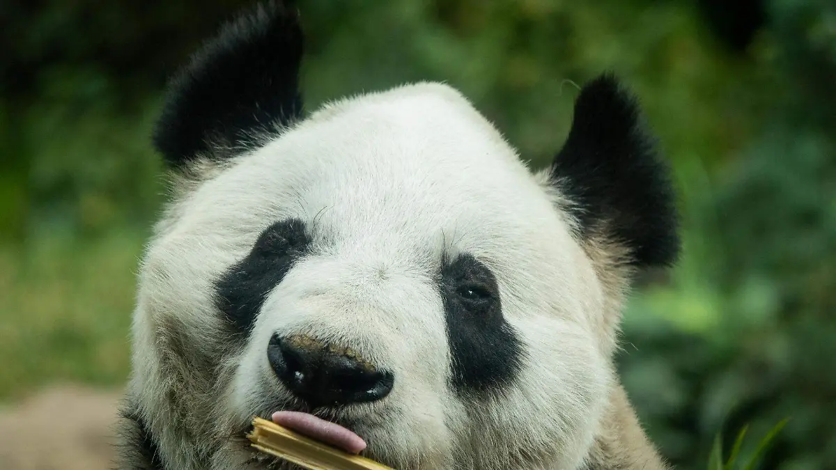 963997_Panda Xin Xin_web