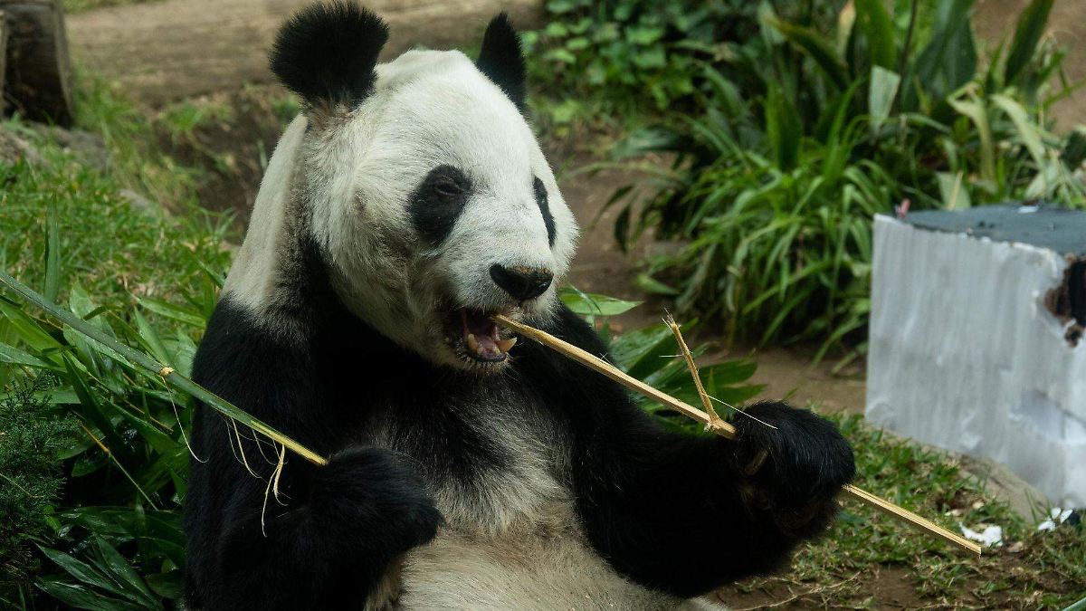PANDA GIGANTE CUMPLE 36 AÑOS
