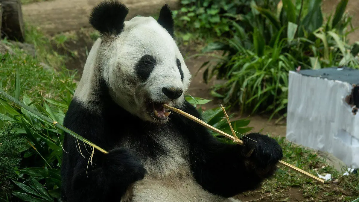 963995_Panda Xin Xin_web