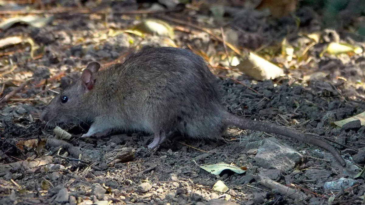 1067758_Plaga ratas Paseo de la Reforma_web