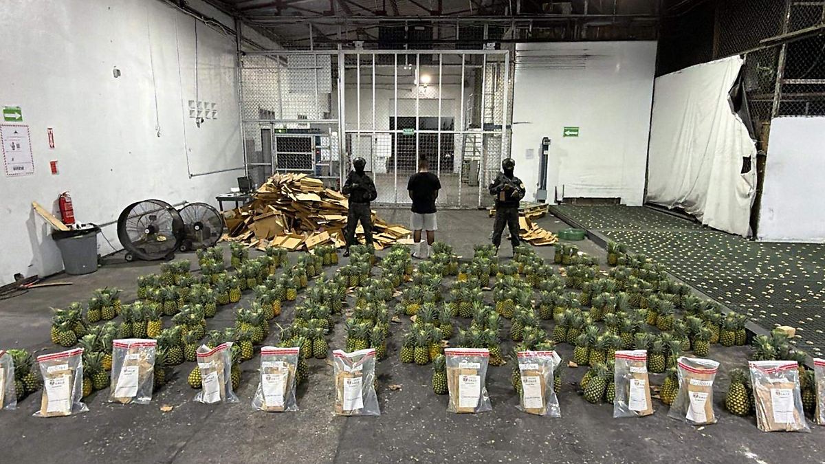 CAE RED DE NARCOS: HALLAN COCAÍNA EN PIÑAS