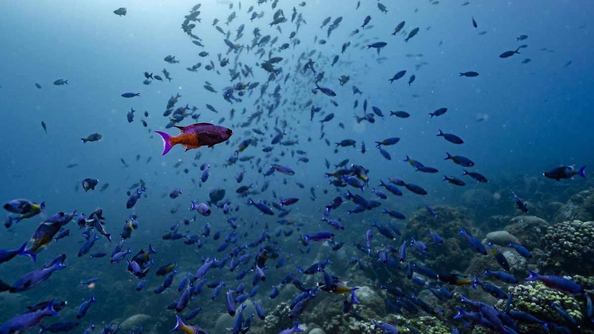 ALERTA VERDE: GOLFO DE MÉXICO EN PELIGRO