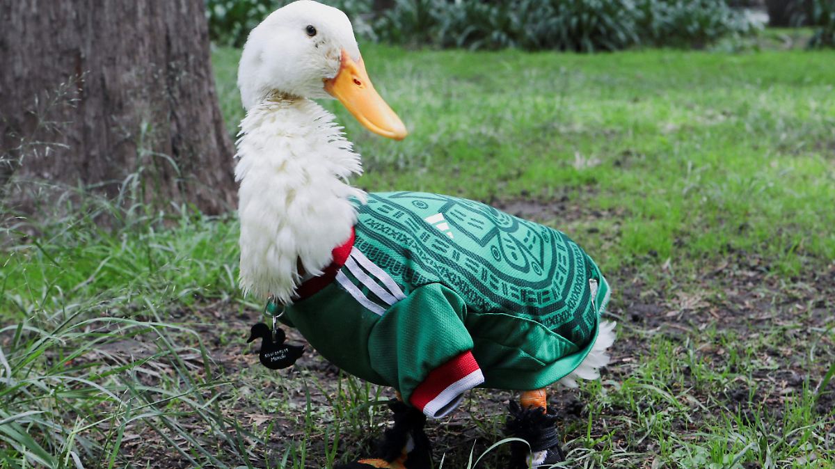 ¡EL PATO MERLÍN BUSCA SER MARCA REGISTRADA!