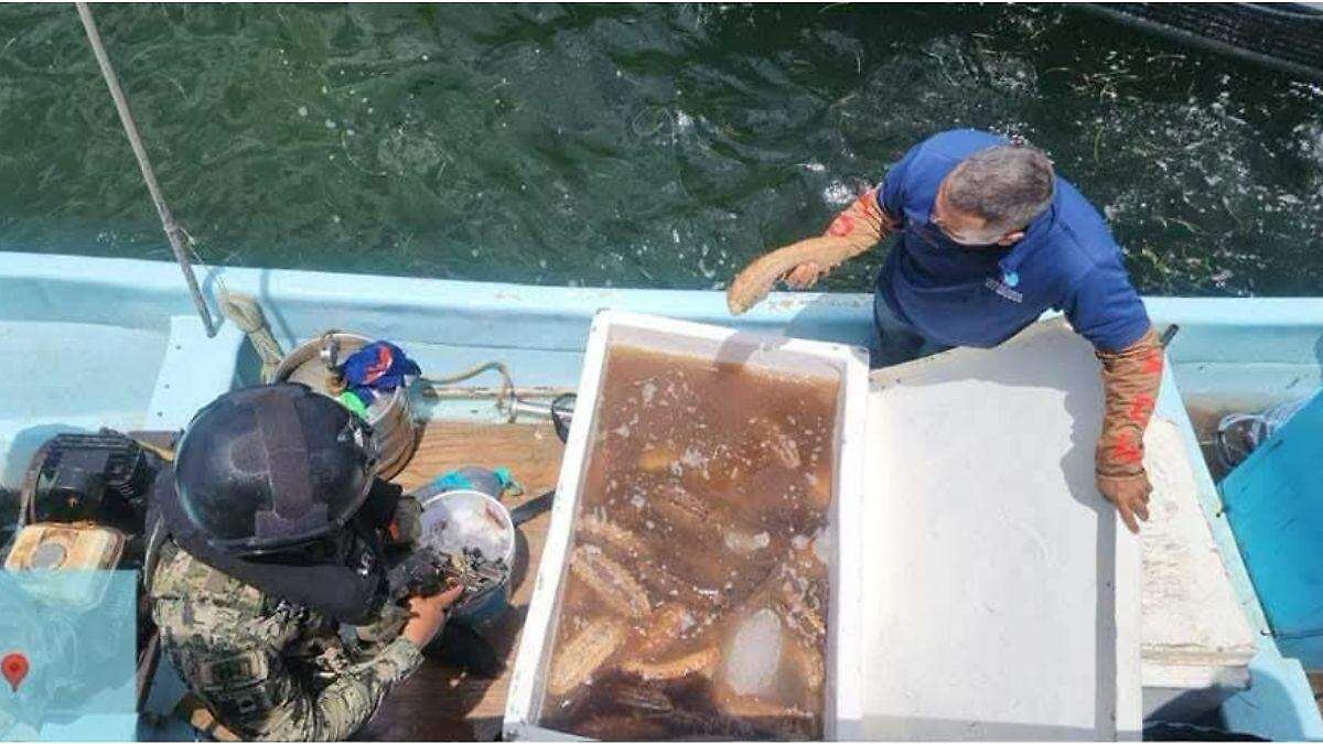 CAEN NARCO-PESCADORES EN YUCATÁN
