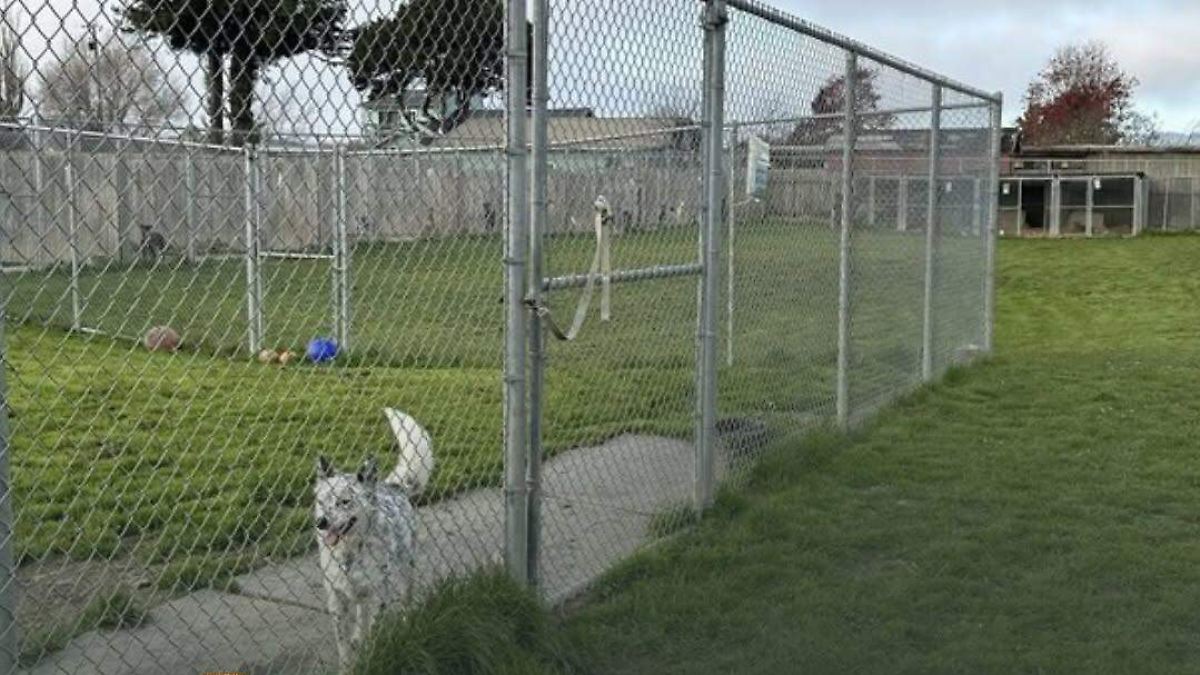HORROR EN CALIFORNIA: HALLAN 117 PERROS ENTERRADOS, VARIOS CON BALAS