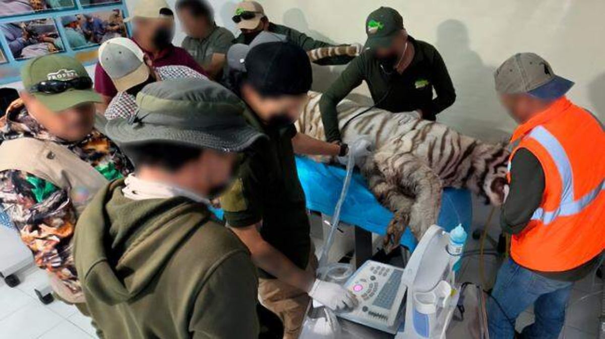 TIGRE ESCAPA Y MUERE; ALCALDESA SE DESLAVA DE CULPA