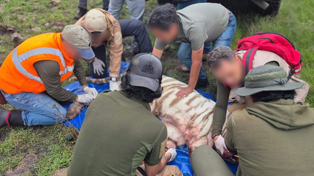 TIGRE MUERTO: OCULTAN CAUSAS REALES