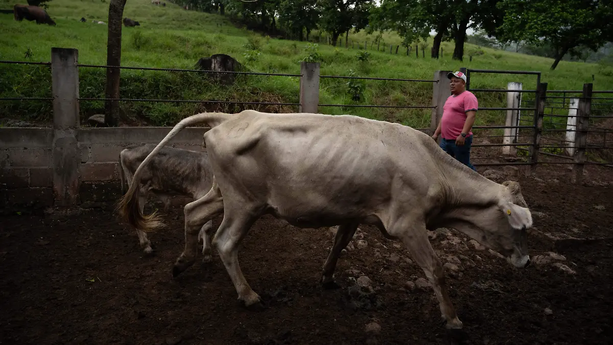 1039646_Gusano Barrenador Cintalapa_impreso