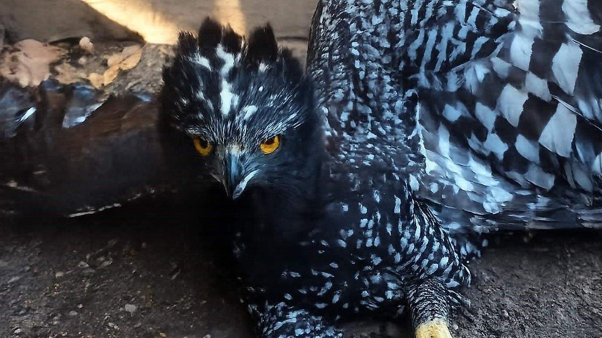 ÁGUILA TIRANA, SÍMBOLO DE SALUD ECOLÓGICA EN SIERRA GORDA