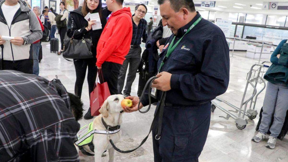 ¡ALERTA FITOSANITARIA! México Blindado Contra Plagas