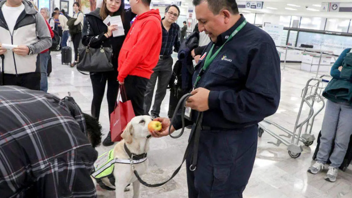 Senasica refuerza inspecciones 