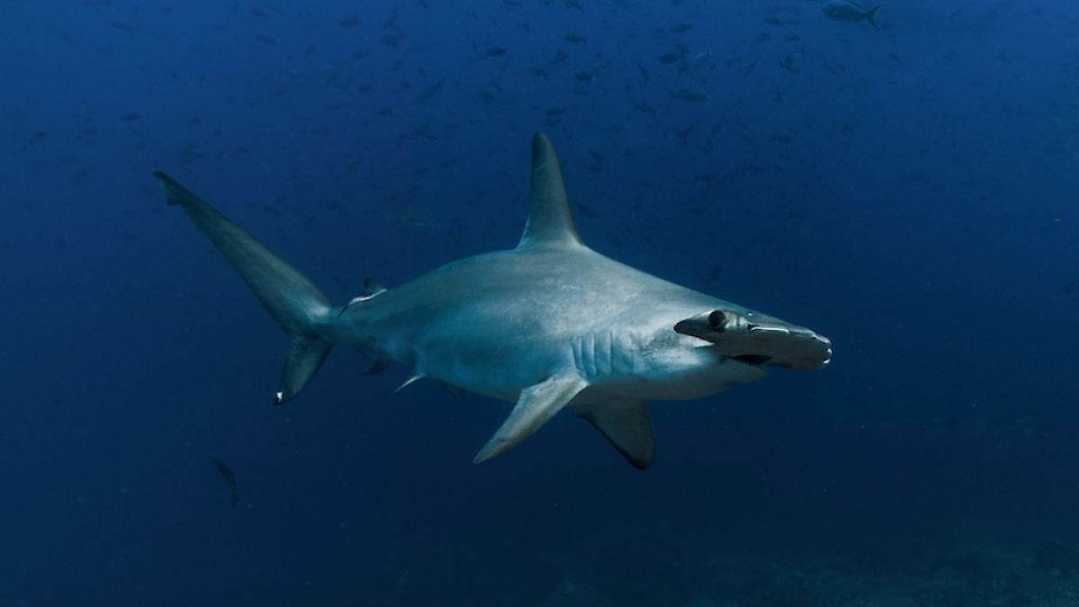 TIBURONES EN PELIGRO: CIENCIA MEXICANA AL RESCATE