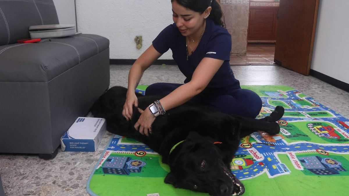 MASCOTAS EXIGEN MÁS: VETERINARIOS DIGITALES EN AUGE