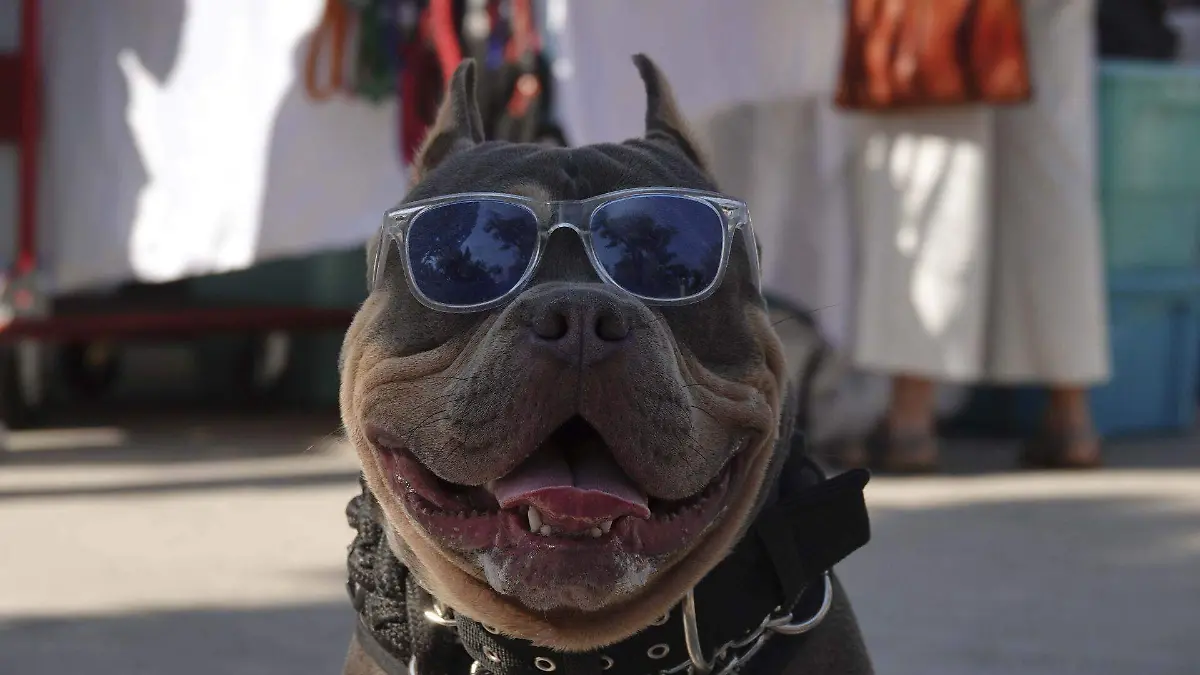 1010645_Festival Canino_web