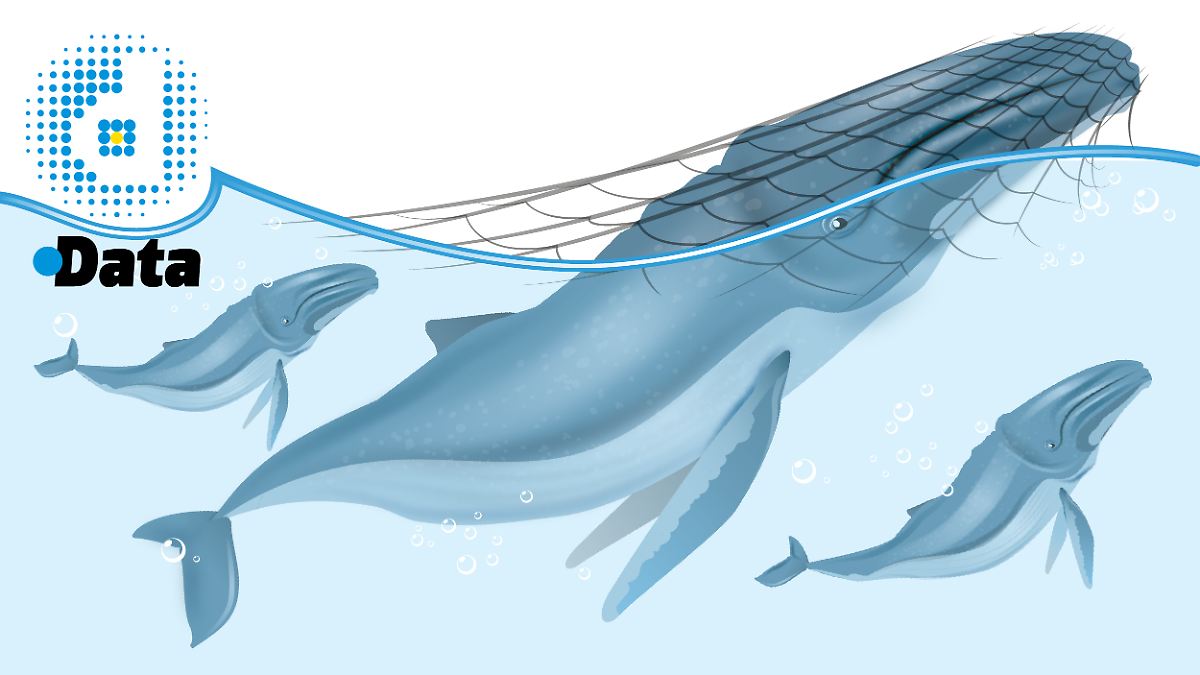 TEMPORADA DE BALLENAS: UN ESPECTÁCULO NATURAL QUE IMPULSA EL TURISMO