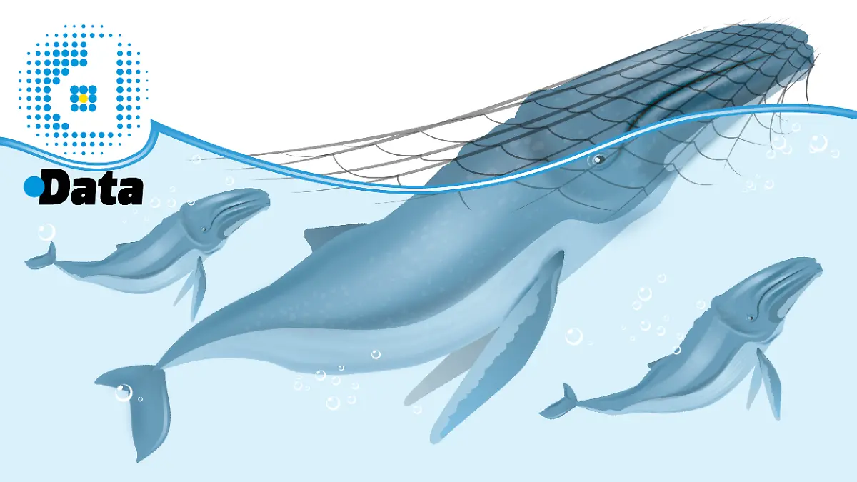 17JUL26 Temporada de Ballenas DATA WEB_02 Portada Data Web