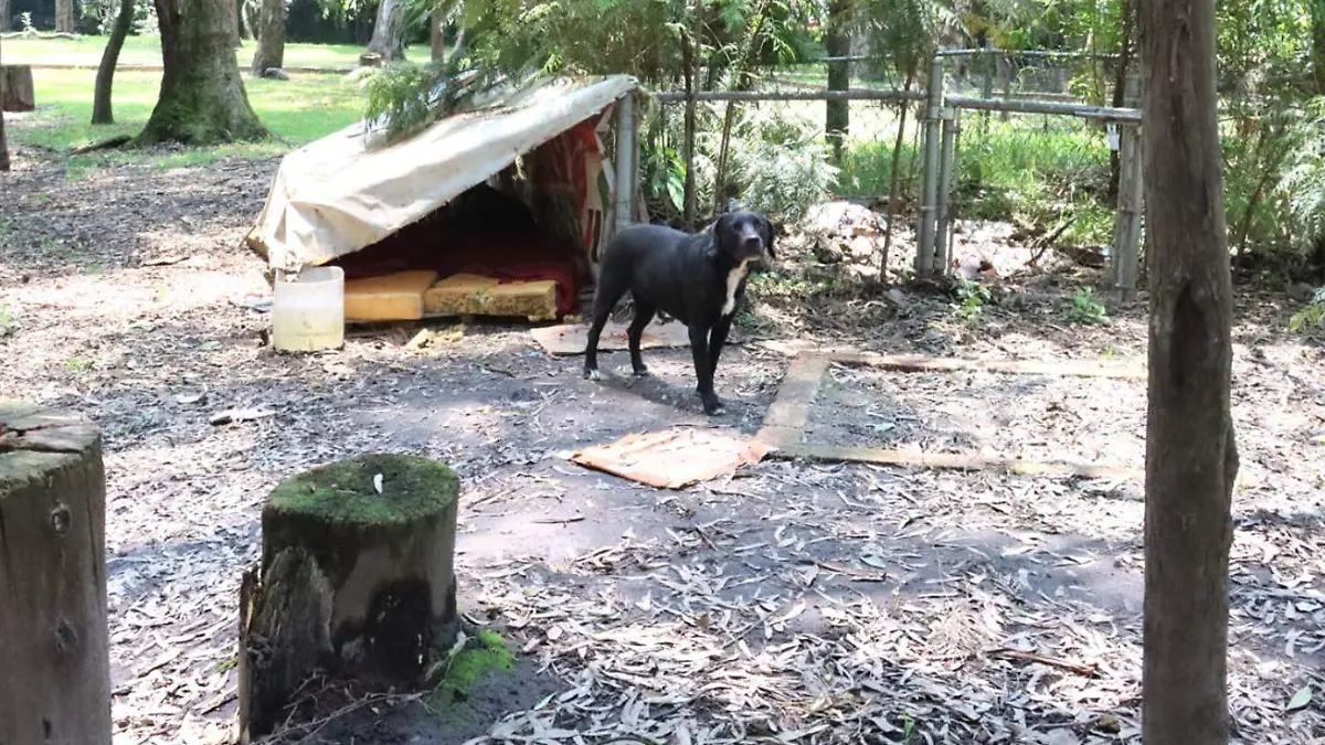 BOSQUE DE NATIVITAS PERROS omar flores 1