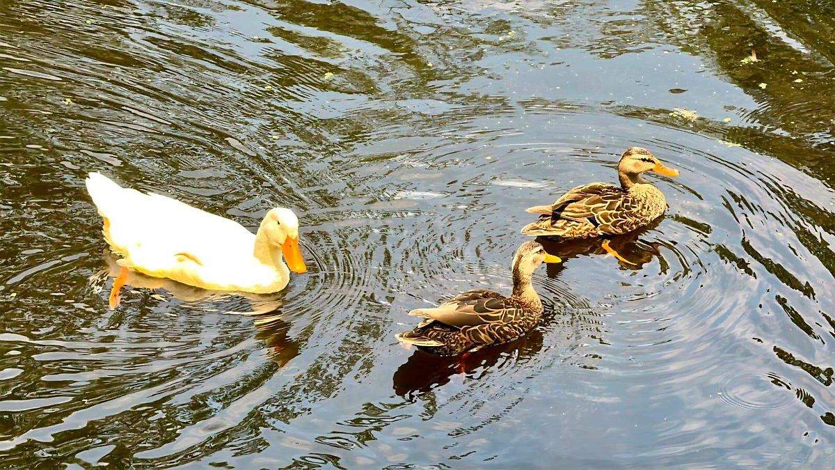 REGRESA VIDA AL LAGO: PATOS MEXICANOS VUELVEN A HUAYAMILPAS