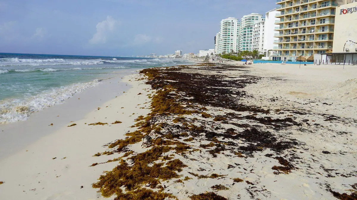 1091336_Sargazo Playas Cancún_web