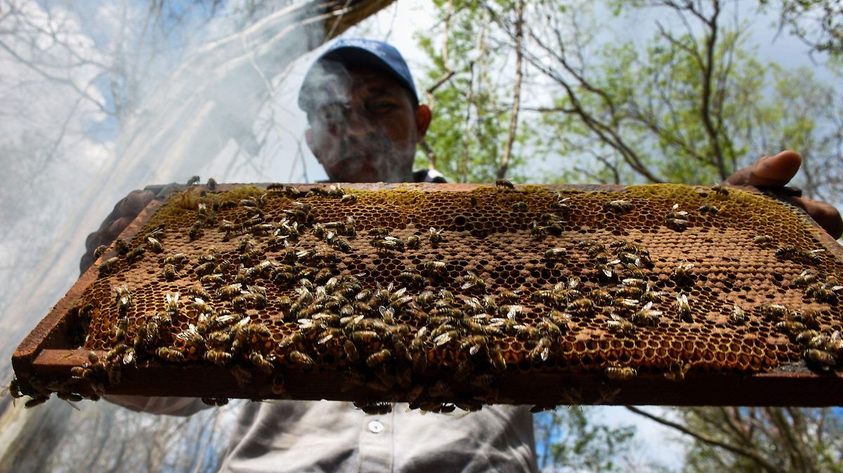 ABEJAS MAYAS EXIGEN SER SUJETOS DE DERECHO