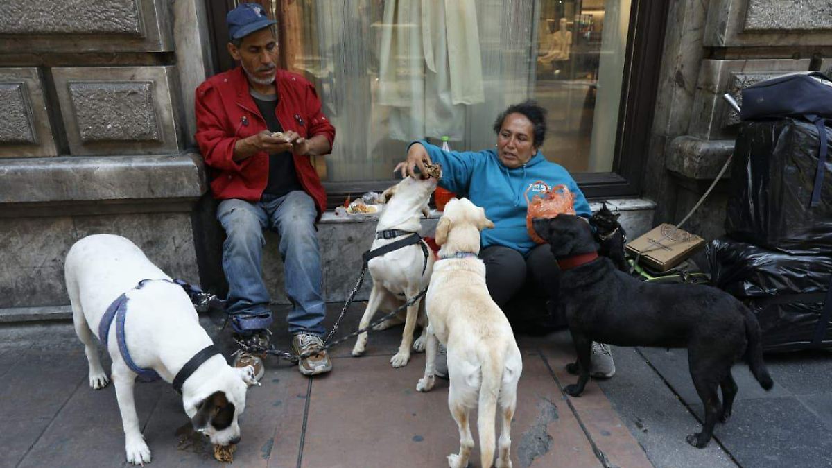 AMOR CALLEJERO: ADOPTAN PERROS Y FORMAN FAMILIAS EN EL CENTRO HISTÓRICO