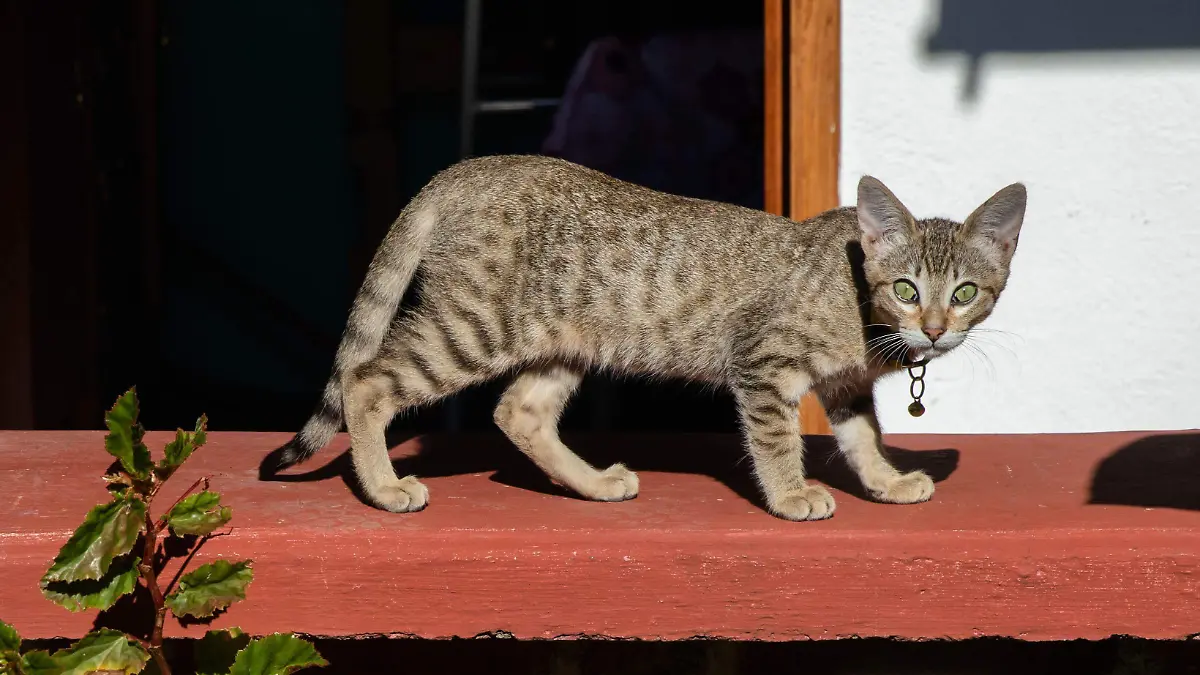 943196_Vida Cotidiana Gatos_impreso