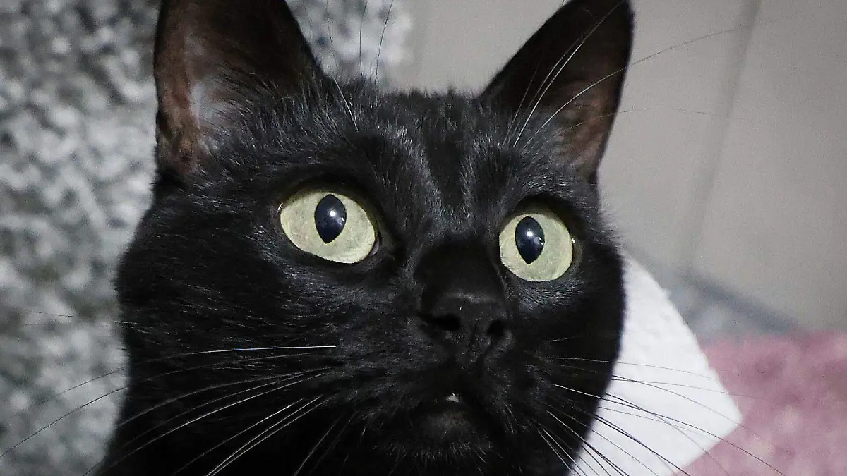 1042848_Día Internacional de Gato_web