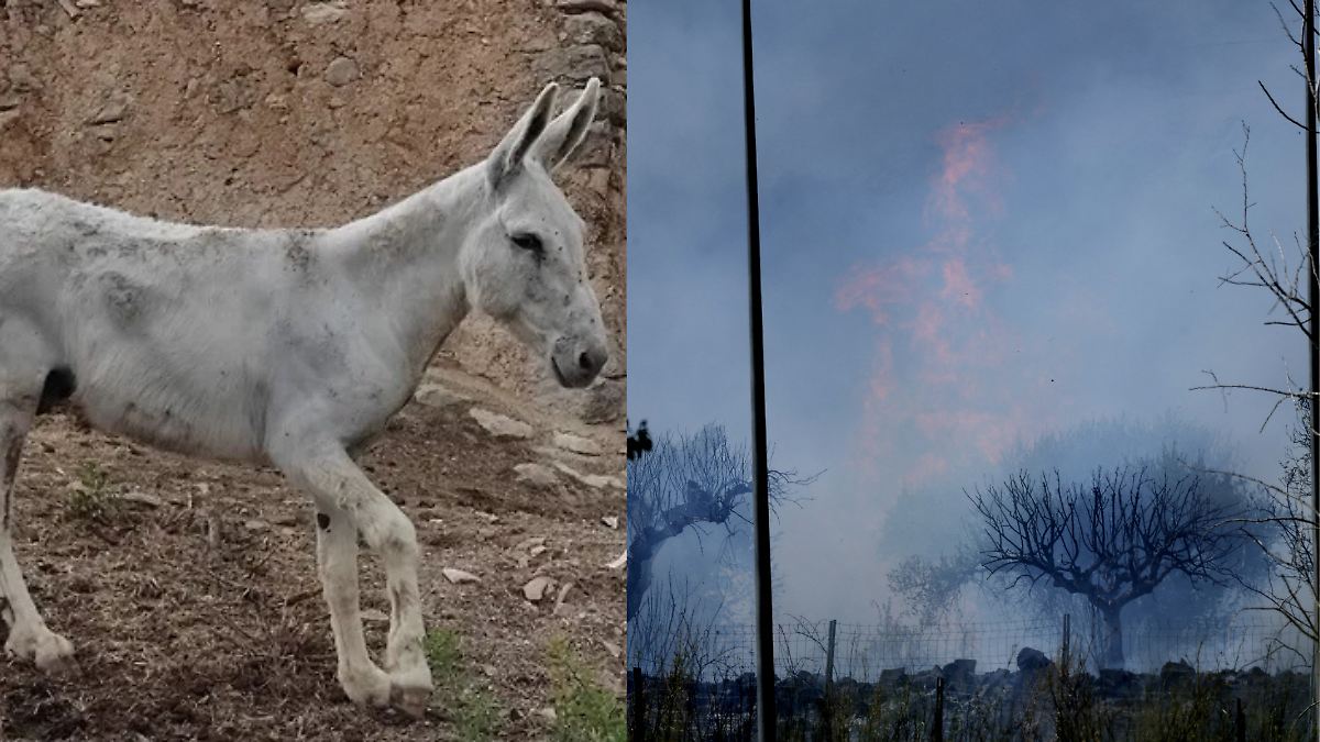 BURROS BOMBEROS: LA NUEVA ARMA ECOLÓGICA CONTRA EL FUEGO