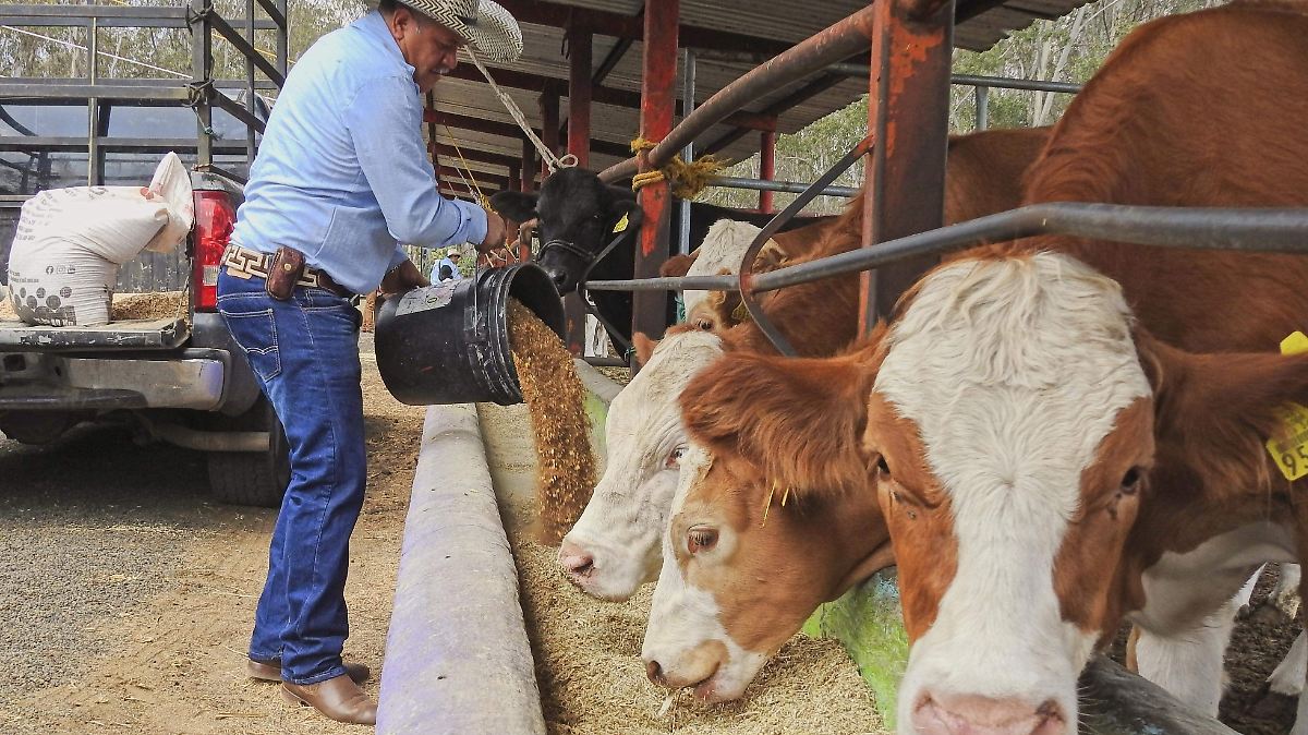 ¡ATAQUE DE MOSCAS ESTÉRILES CONTRA PLAGA EN TAMAULIPAS!