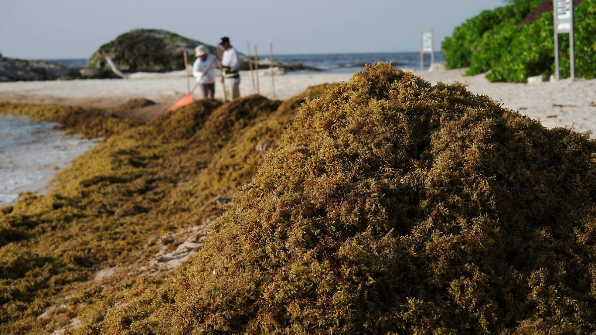 SARGASO: ¡ALERTA ROJA EN EL CARIBE MEXICANO!