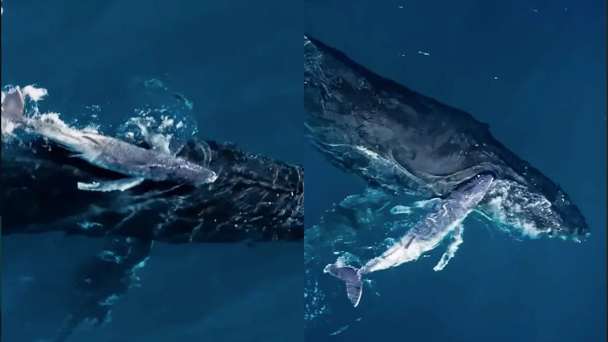 Ballena Jorobada