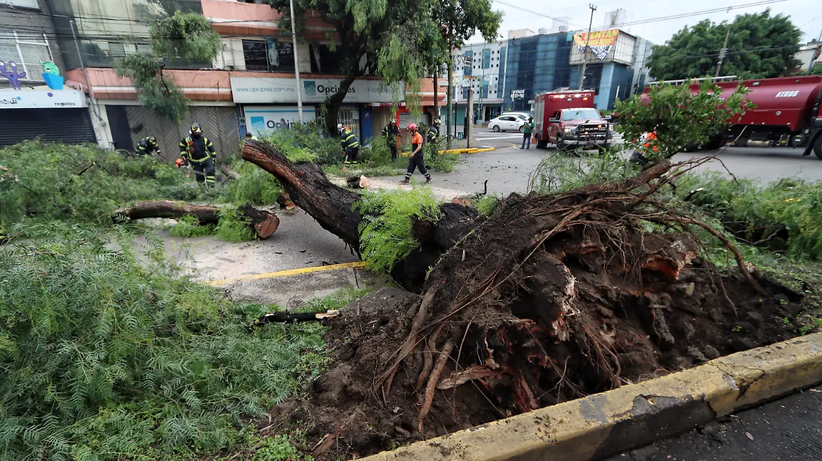 CDMX REGISTRA MAS CAIDAS DE ARBOLES QUE INUNDACIONES roberto hernandez (6)