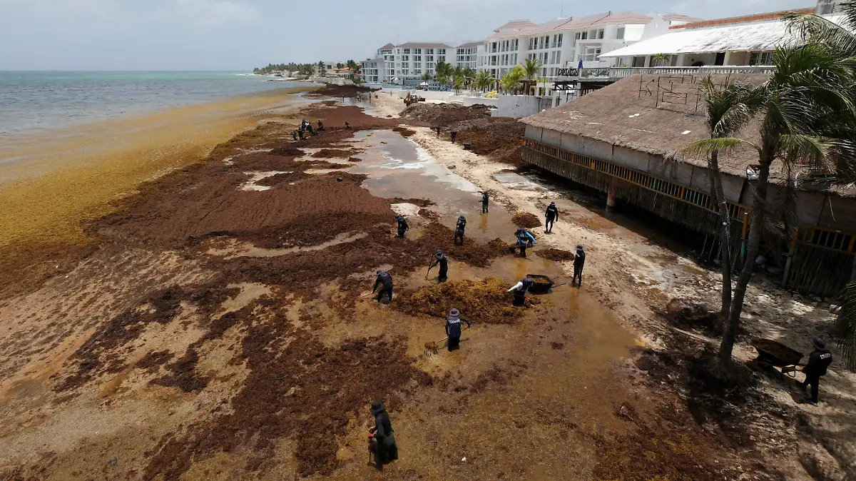 2026-07-28T133710Z_559180982_RC26NLAWU55B_RTRMADP_3_MEXICO-ENVIRONMENT-SEAWEED