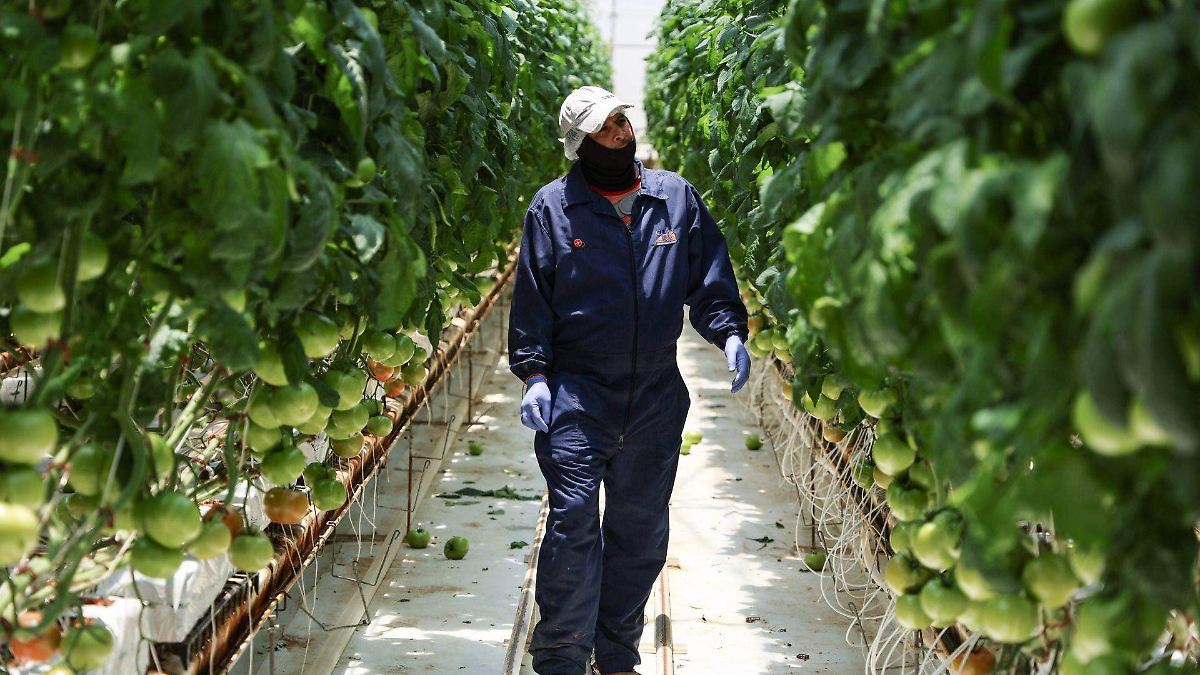 CAMPO MEXICANO: IA Y CLIMA AMENAZAN LA SIEMBRA