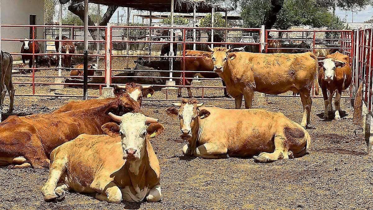 ZACATECAS, EPICENTRO DEL GUSANO BARRENADOR: 4 HUMANOS INFECTADOS