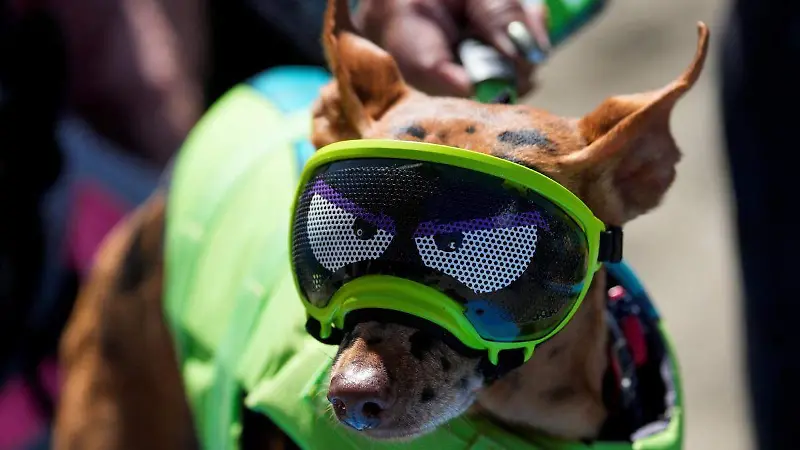 Campeonato Mundial de Perros Surfistas