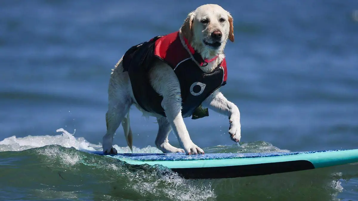 AFP__20260802__2288658035__v1__MidRes__SurfingDogsCompeteInTheWorldDogSurfingChampio