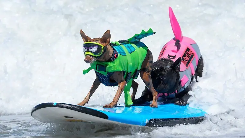 Campeonato Mundial de Perros Surfistas