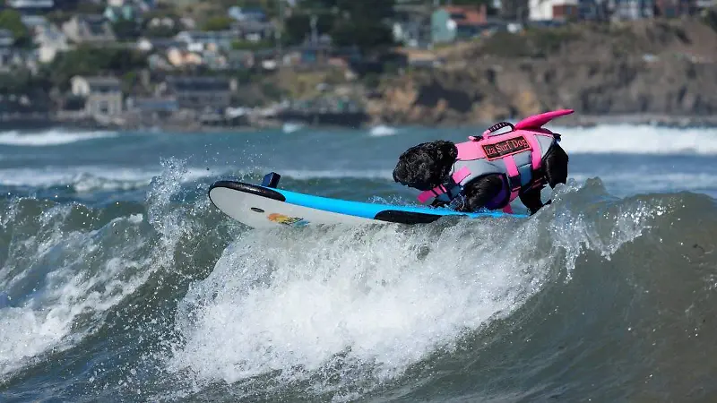 Campeonato Mundial de Perros Surfistas