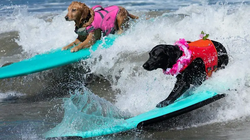 Campeonato Mundial de Perros Surfistas