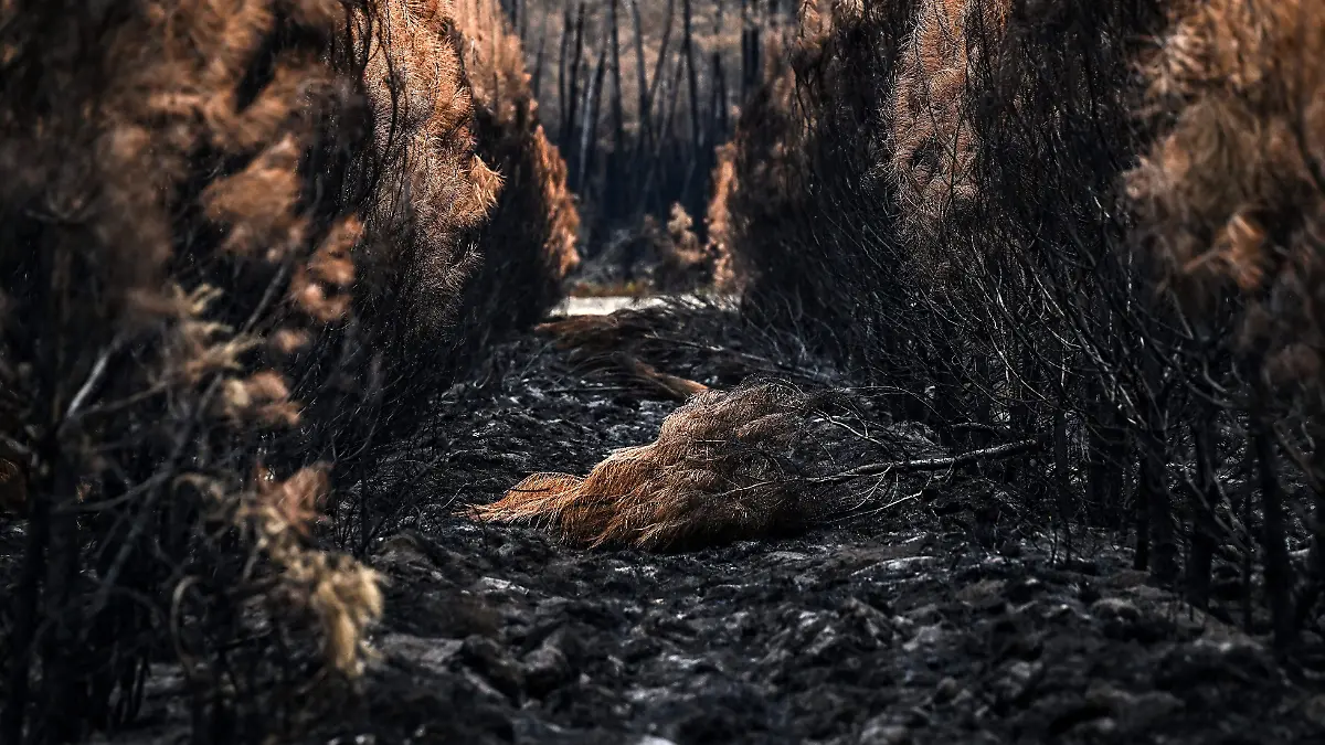 AFP__20260806__C44J7G4__v1__HighRes__FranceEnvironmentWeatherClimateWildfire