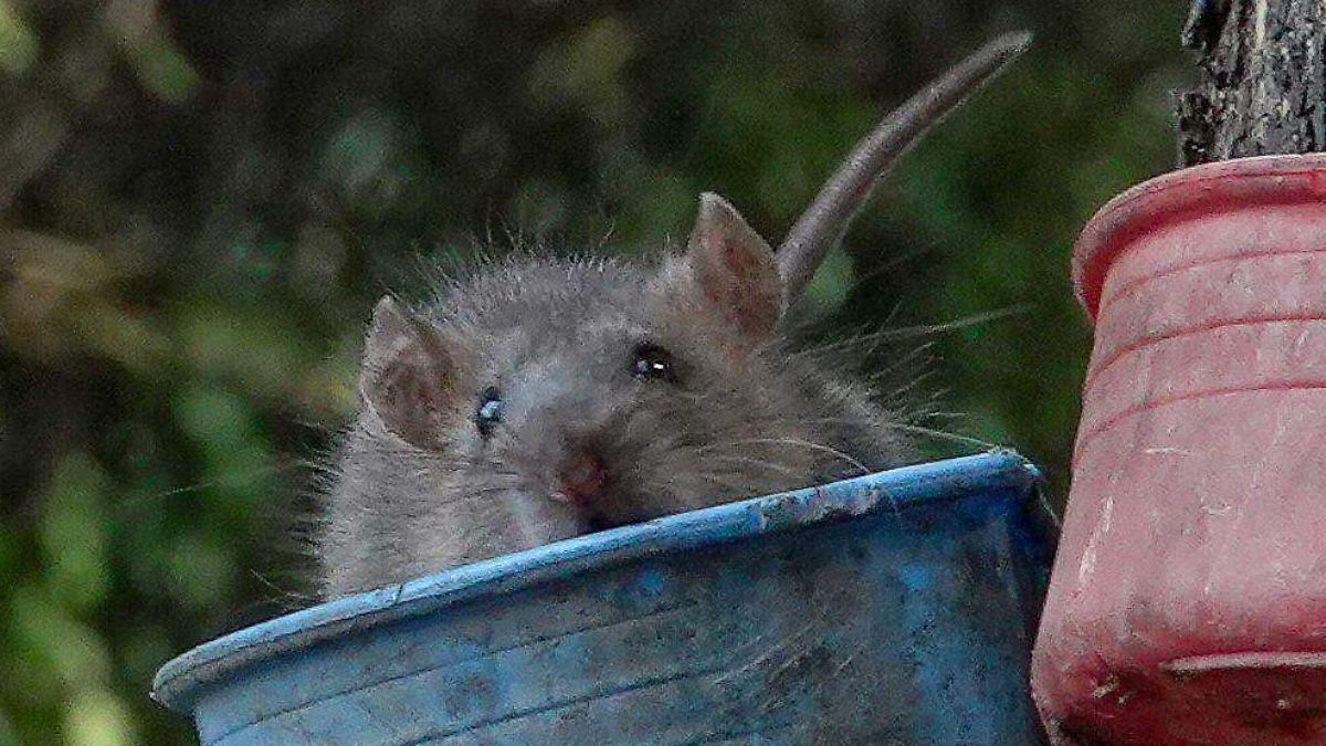 AISLAN TURISTA CON HANTAVIRUS EN ESPAÑA