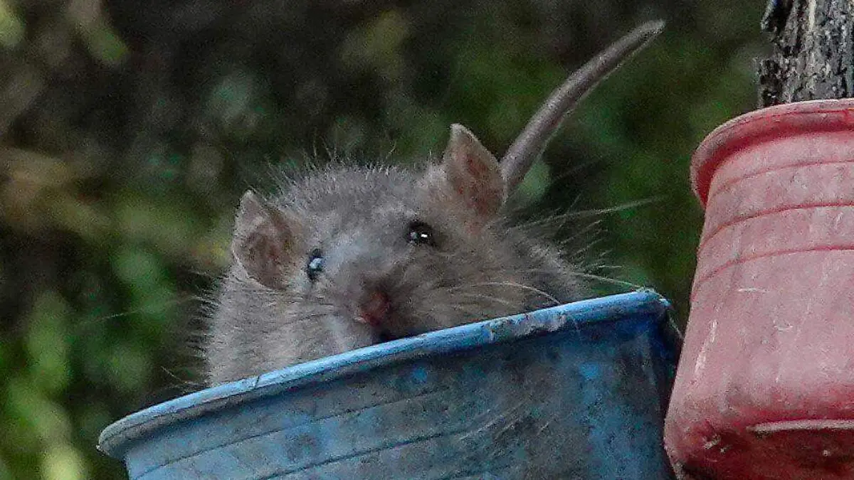 1067759_Plaga ratas Paseo de la Reforma_impreso