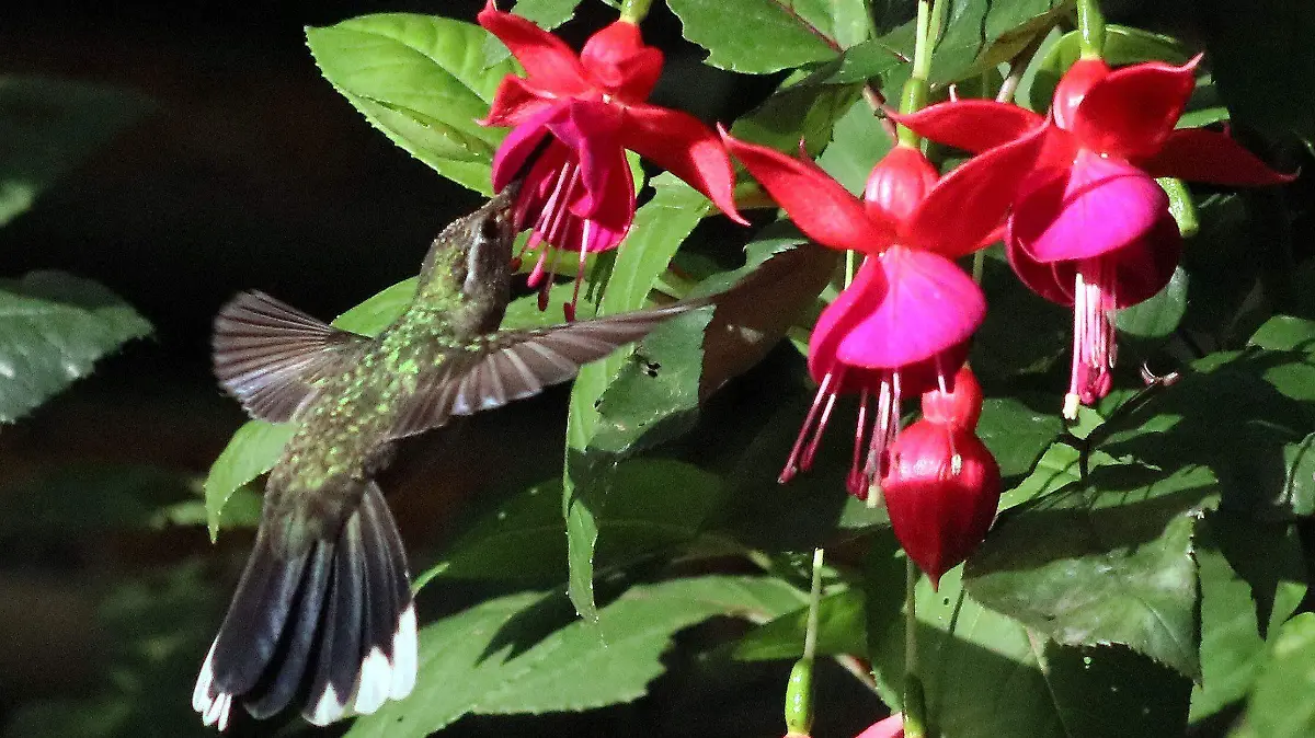 823267_Cotidiana Jardín Colibrí_impreso
